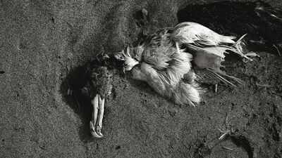 Seabird Crisis: Why California's mass seabird die-off could be more than a temporary tragedy