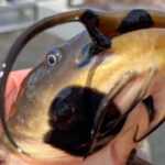 Catfish with lesions