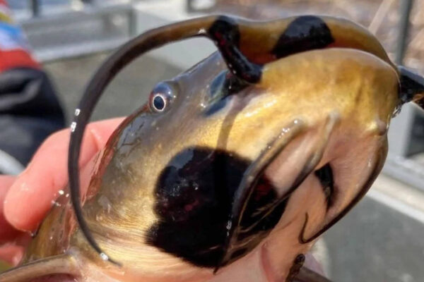 Catfish with lesions
