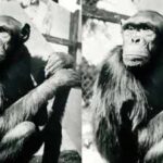 Famous chimpanzees solved puzzles that changed how humans understood intelligence, but their move to Berlin had a tragic ending