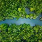 China lost more than 50% of its mangrove forests by the 2000s, now it has restored 22,500 hectares of the trees becoming one of the few countries on the globe where mangrove coverage is increasing
