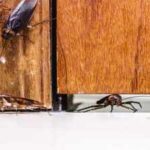 Think your home is sealed? These hidden entry points could be letting cockroaches in every night