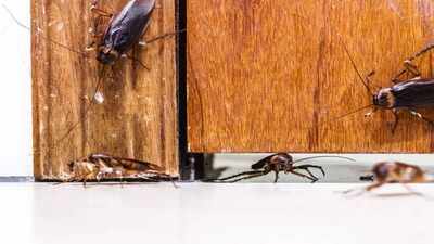 Think your home is sealed? These hidden entry points could be letting cockroaches in every night