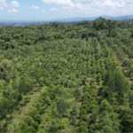Costa Rica lost nearly half its forests in just a few decades, then planted millions of trees and became one of the world's greatest reforestation success stories