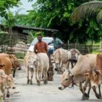 SC stays Madras HC order directing total ban on cow slaughter during Bakrid