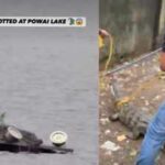 Mumbai's Powai Lake is becoming this monsoon's most unexpected wildlife attraction, thanks to the Mugger crocodiles emerging after heavy rains |