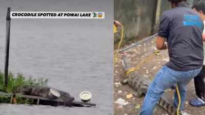 Mumbai's Powai Lake is becoming this monsoon's most unexpected wildlife attraction, thanks to the Mugger crocodiles emerging after heavy rains |