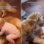 Before breakfast or playtime, this little girl has one adorable morning routine with her three Golden Retriever pet dogs