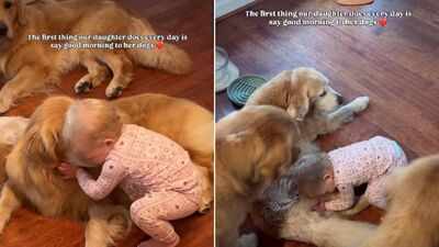 Before breakfast or playtime, this little girl has one adorable morning routine with her three Golden Retriever pet dogs