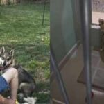 Shelter dog Duke lost his home, was separated from his bonded sister and endured two failed adoptions; one video finally found him a family nine hours away