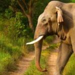 How elephants use their footsteps to send messages through the ground, and hear through skull vibrations