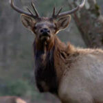 North Carolina spent 25 years rebuilding an elk population that had disappeared from the state; in 2027, it will allow its first limited hunt with just two permits