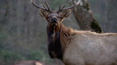 North Carolina spent 25 years rebuilding an elk population that had disappeared from the state; in 2027, it will allow its first limited hunt with just two permits