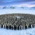 Emperor penguins survive Antarctica's brutal winters by huddling together, but a maths study reveals the hidden system behind their remarkable teamwork