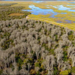 The Australian tree dropped from aeroplanes over Florida's Everglades that spread across nearly 500,000 acres