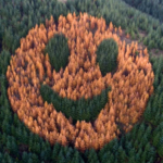 Every autumn, an ordinary Oregon forest suddenly starts smiling after foresters in 2011 planted western larch trees in a secret pattern among thousands of Douglas firs