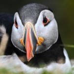 First puffin chick in 30 years just emerged from England's south coast after 15 weeks of careful monitoring, giving new hope to the country's last mainland colony