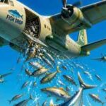 Scientists are dropping thousands of fish from airplanes into remote mountain lakes; here's why the unusual conservation strategy has worked for decades