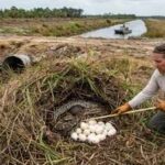 Florida confirms Burmese python breeding hotspot outside the Everglades, and wildlife experts fear it could be the start of a bigger spread