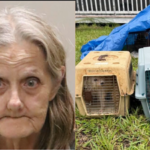 Florida woman arrested after hoarding 80 cats and 12 dogs in a home with no AC, a foot of faeces and horrific living conditions