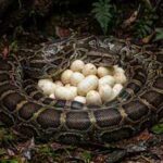 Found snake eggs in your garden? Here's what experts say you should do |