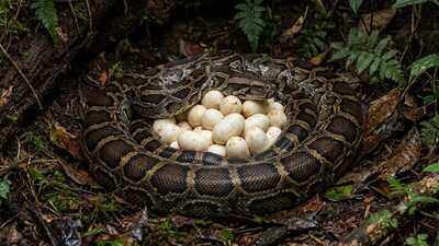 Found snake eggs in your garden? Here's what experts say you should do |