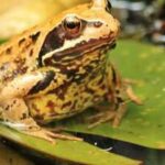 Scientists warmed tadpole habitats and found frogs, toads and salamanders may change their diet as temperatures rise, revealing a hidden survival strategy under climate change