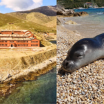 From prison to paradise: Once a dreaded prison island, this remote haven in Greece is now protecting one of the world's rarest seals