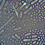 German scientists discovered naturally occurring microbes that removed 95% of dissolved uranium from contaminated water