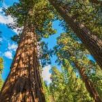 They can survive for 3000 years yet 1 in 5 of giant sequoias were destroyed in California fires; a NASA-funded study says controlled burns could dramatically improve their survival