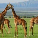 In the early 1980s, poaching wiped out all wildlife in this Ugandan reserve, now 12 giraffes are being brought back to save them from oil drilling