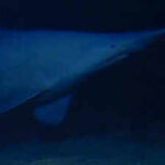 Scientists have filmed a rare 125-million-year-old goblin shark alive in its natural deep-sea habitat for the first time, revealing a new depth record and a wider Pacific range