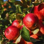 Apple not so 'fruitful' for Himachal? Climate pressures hill state's Rs 5,000 crore economy