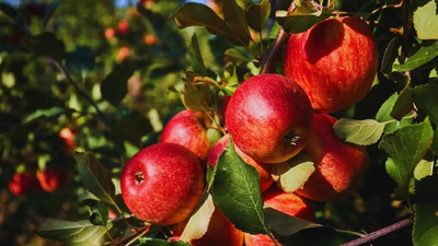 Apple not so 'fruitful' for Himachal? Climate pressures hill state's Rs 5,000 crore economy