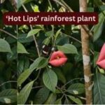 Looking exactly like deep red human lips, blooming only for a short time: Meet the rare rainforest flower 'Hooker's Lips' that fools almost everyone