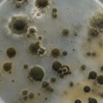 How Chornobyl's mysterious fungus could change medicine and future space missions