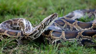 In 1992, Hurricane Andrew released Burmese Pythons into Florida's wild, sparking an invasion that would turn the giant snakes into one of the Everglades' biggest ecological threats