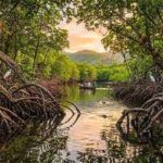 How planet's 'blue forests', mangroves, protect coastlines, support wildlife and store up to four times more carbon than tropical rainforests