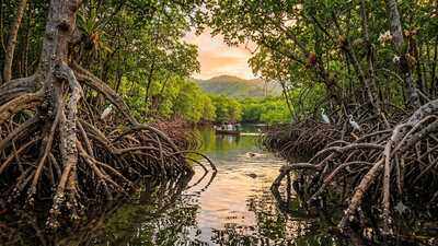 How planet's 'blue forests', mangroves, protect coastlines, support wildlife and store up to four times more carbon than tropical rainforests