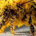 How tiny pollen grains helped solve a brutal murder: The fascinating science behind nature's invisible crime scene evidence