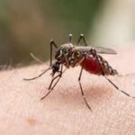 Human blood is becoming a preferred choice for mosquitoes, and scientists think Brazil’s disappearing forests may be the reason