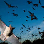 Scientists found that Japanese horseshoe bats living together in crowded colonies solve a noisy sonar problem by gradually shifting their echolocation calls to match each other's frequency