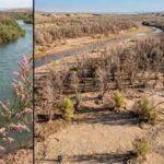 In 2001, scientists released beetles to fight an invasive tree. Years later, an endangered bird had lost 94% of its habitat along one western river