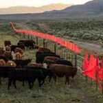 In 2003, scientists discovered wolves refused to cross a simple line of fluttering flags; today it helps protect cattle without killing predators