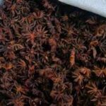 In Indian Himalayas, a wild spice is helping 200 families protect 100 sq km of forest while generating an income of Rs 39 lakh