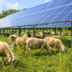 In Massachusetts, sheep came to a solar farm looking for shade and ended up mowing the grass beneath the panels, turning clean energy land into a grazing site