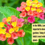 In the 1800s, Lantana Camara was imported to decorate colonial gardens: Today it has become one of India's most widespread invasive plants