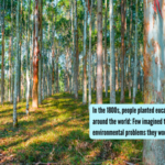In the 1800s, people planted eucalyptus trees around the world: Few imagined the environmental problems they would later cause