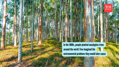 In the 1800s, people planted eucalyptus trees around the world: Few imagined the environmental problems they would later cause