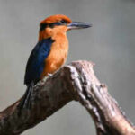 In the 1980s, Guam's kingfisher vanished from the wild after invasive snakes devastated the island's birds: The last 29 were rescued and four new chicks are now helping rebuild the species